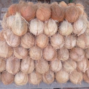 ලොකු පොල්